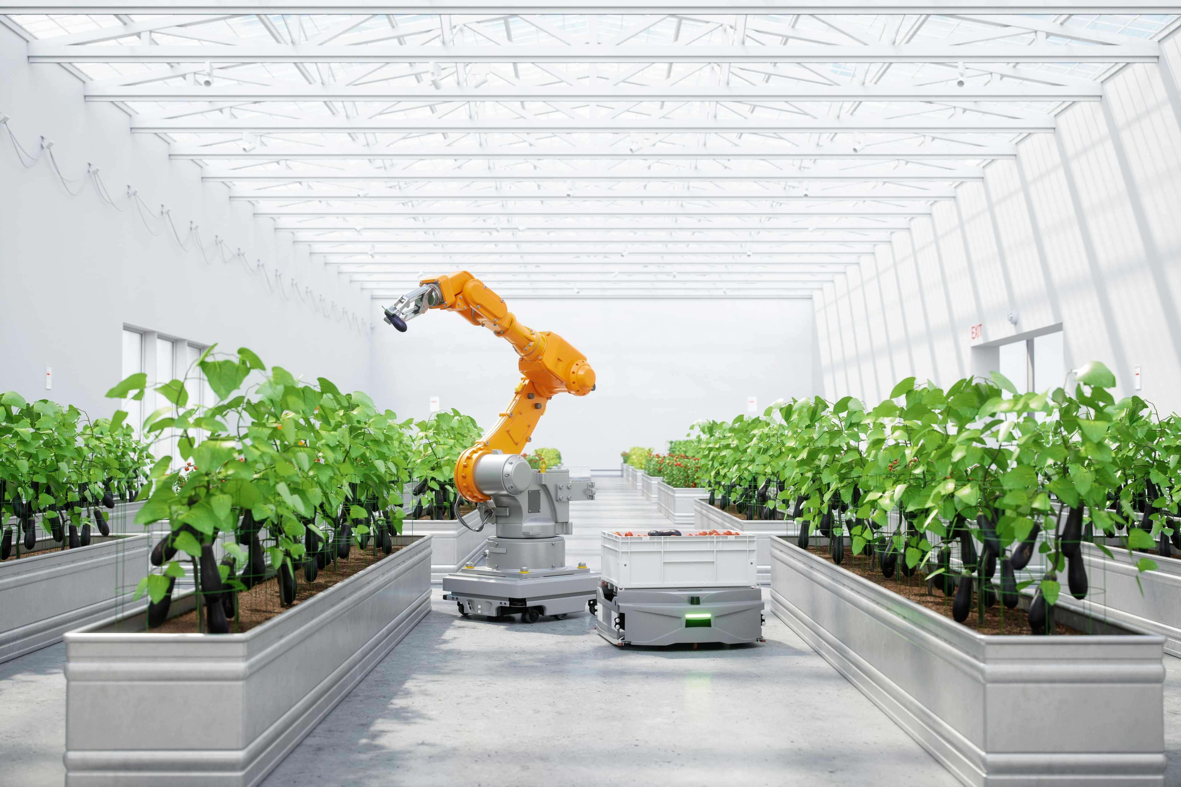 Autonomous agricultural robots working among crops in a greenhouse